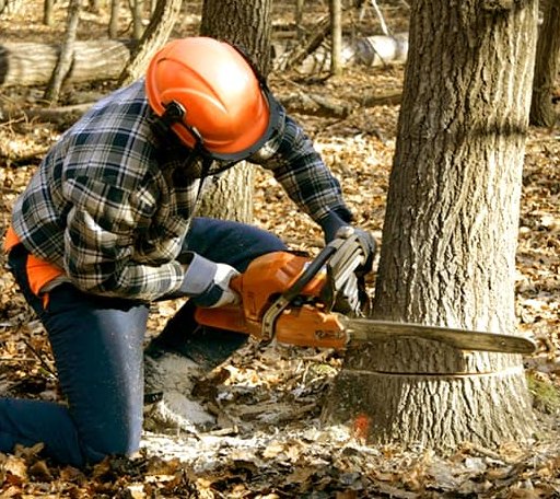 Tree Removal in Bon Wier, TX